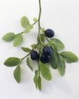 Fresh ripe blueberries on branch — Stock Photo
