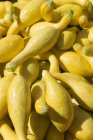 Zucche estive gialle grezze — Foto stock
