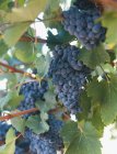Vino rosso uva nera — Foto stock