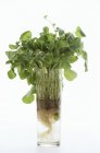Crescione fresco in vetro — Foto stock