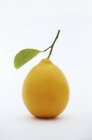 Крупним планом лимон з листям — стокове фото