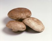 Três cogumelos Portobello — Fotografia de Stock