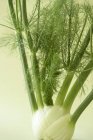 Hinojo verde fresco - foto de stock