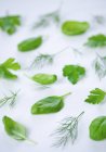 Fresh herbs pattern — Stock Photo