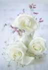 Крупный план белых роз в вазе и сбоку — стоковое фото