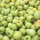 Спелые зелёные яблоки — стоковое фото