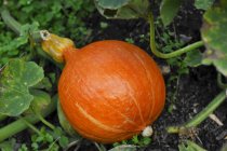 Zucca arancione su pianta — Foto stock