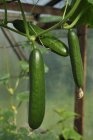 Fresh Cucumbers on plant — Stock Photo