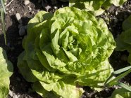 Салат в огороде — стоковое фото