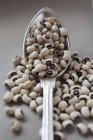 Dried black-eyed peas on a spoon and next to it — Stock Photo