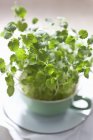 Fresh cress in cup — Stock Photo