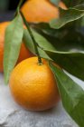 Mandarinas frescas recogidas con hojas - foto de stock