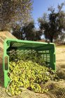 Harvested olives in a basket outdoors during daytime — Stock Photo
