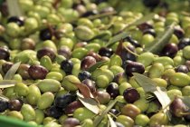 Azeitonas frescas colhidas — Fotografia de Stock