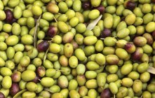 Olives fraîches cueillies — Photo de stock