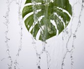 Una hoja de monstera verde bajo el agua corriente - foto de stock
