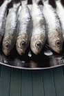 Plate of fresh sardines — Stock Photo