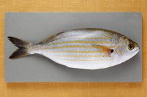 Fresh sarpa salpa fish — Stock Photo