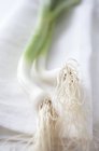 Two spring onions — Stock Photo