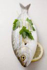 Fresh sarpa salpa fish — Stock Photo