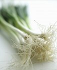 Fresh spring onions — Stock Photo