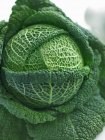 Зелений савойської капусти — стокове фото