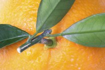 Naranja con un tallo y hojas - foto de stock