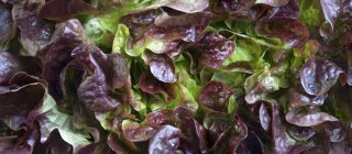 Свіжий салат Batavia — стокове фото