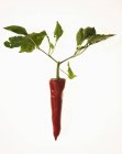 Pimenta de pimenta vermelha — Fotografia de Stock