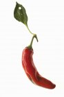 Uma pimenta vermelha — Fotografia de Stock