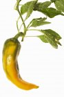 Yellow chilli pepper — Stock Photo