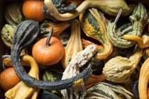 Varie Gourds dal mercato contadino nel New Jersey — Foto stock