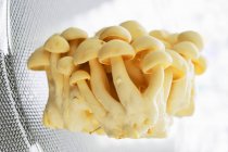 Белые буковые грибы — стоковое фото