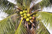Vue diurne d'un cocotier avec un bouquet de noix de coco — Photo de stock