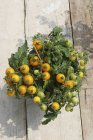 Tomates amarillos en maceta - foto de stock