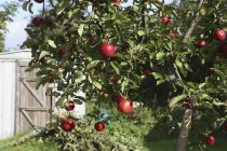 Apple tree with red apples — Stock Photo