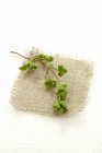 Sprig of fresh marjoram — Stock Photo