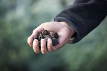 Tenant des truffes noires — Photo de stock