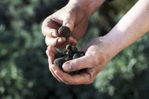 Holding black truffles — Stock Photo