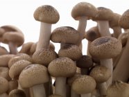 Cogumelos shimeji frescos — Fotografia de Stock