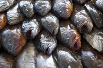 Frisch gefangener Mittelmeerfisch — Stockfoto