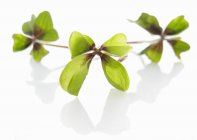 Closeup view of clover leaves on white surface — Stock Photo