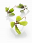 Closeup view of clover leaves on white surface — Stock Photo