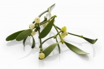 Closeup view of mistletoe sprig with berries and leaves — Stock Photo