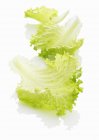 Свіже листя салату — стокове фото