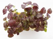 Close up of Red shiso — Stock Photo