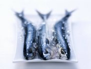 Mackerels on plate with crushed ice — Stock Photo