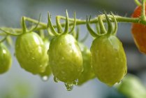 Tomates de uva em videira — Fotografia de Stock