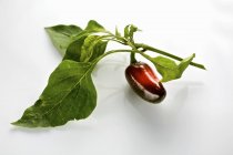 Jalapeno chilli pepper — Stock Photo