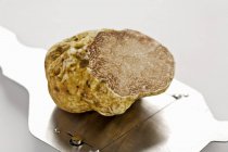 Champignon truffe blanche — Photo de stock